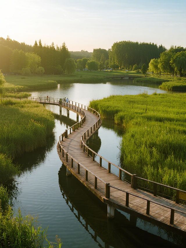 12月實況！上海這片水上森林，娃看呆了