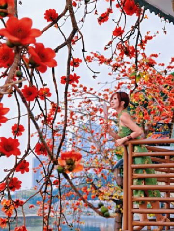 เทรนด์ที่มาแรงที่สุดในฤดูใบไม้ผลิของกว่างโจวคือ ดอกฝ้ายสีทอง ดอกไม้ที่โดดเด่นและบานสะพรั่งทั่วเมือง!