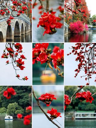 長沙にチェックイン、五一広場と西湖公園の木綿花が真っ赤に咲いています