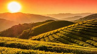 峨山雲茶山荘｜雲の上の茶山で味わう癒しの茶香の旅