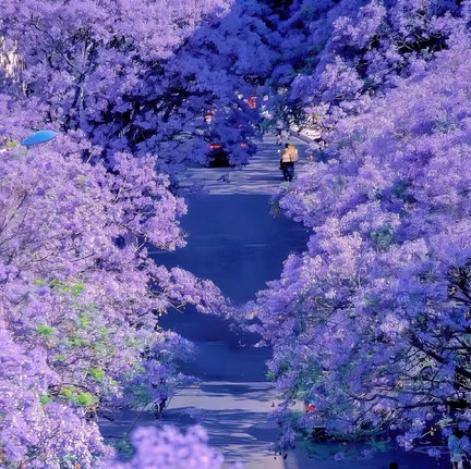 Kunming Jacaranda Guide｜Spring Captured by Purple Romance, This