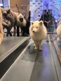 中國古動物館（保定自然博物館）