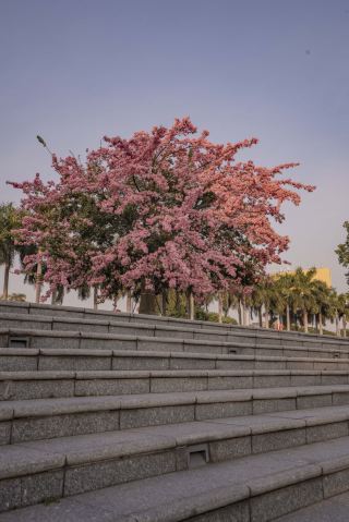 Hidden Ink Spring Scenery in Shiwan Park, the combination of kapok trees and small bridges with corridors is stunning
