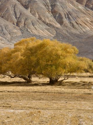 Stayed up late to organize an 8-day 7-night autumn epic route in southern Xinjiang, guaranteed no pitfalls when copied!