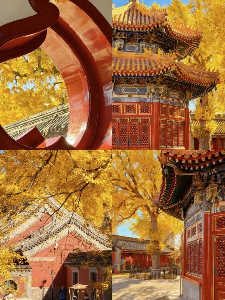 2026銀杏村-觀景台| 騰衝景點指南與旅客實拍| Trip Moments