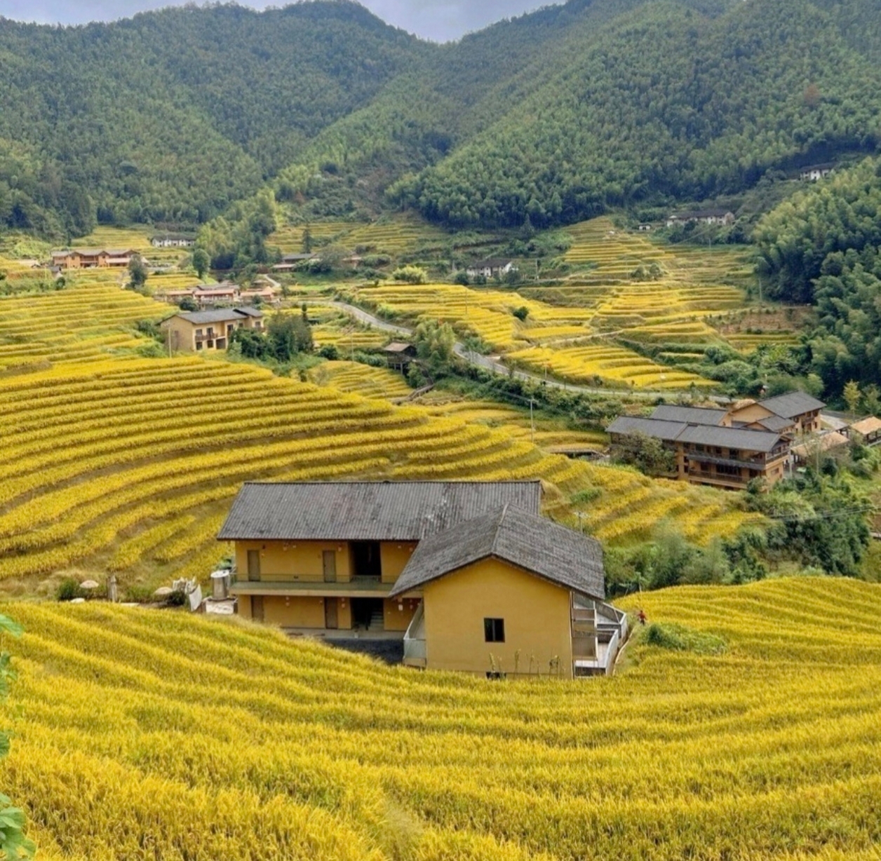 贛州上堡梯田｜一文搞懂怎麼玩，一年僅40天漸變稻浪