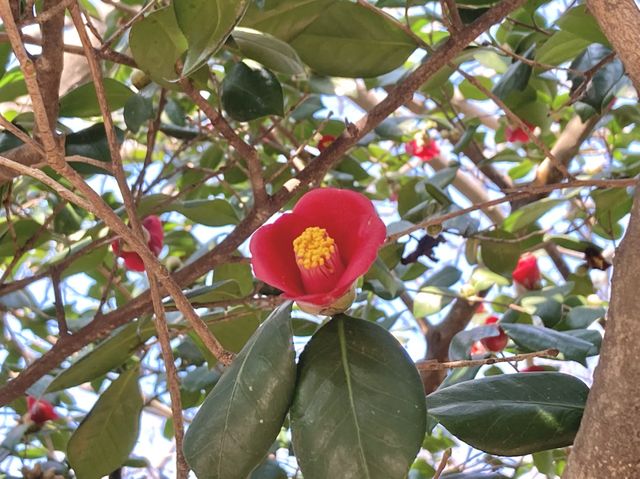🌺동백꽃 군락으로 유명한 '여수 오동도'