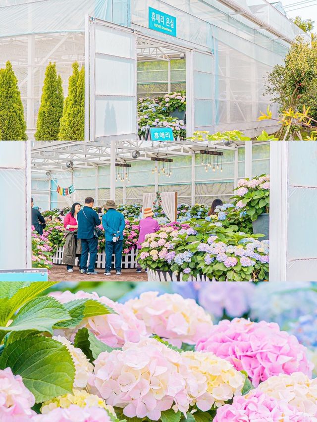 💐봄에 피어난 봄 수국축제 [제주, 휴애리 자연생활공원]💜