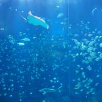 Xpark aquarium in taipei taoyuan