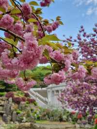 이국적인 겹벚꽃 명소, 경희대학교🌸