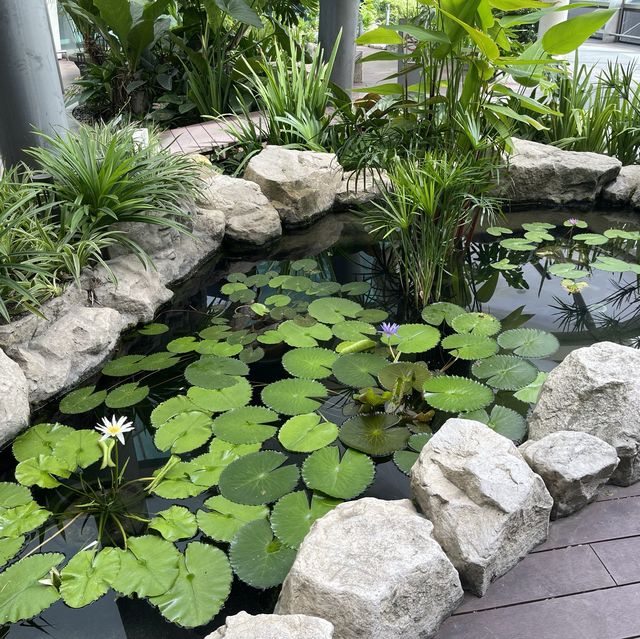 Water Lily Garden @ Changi Airport T1 transit