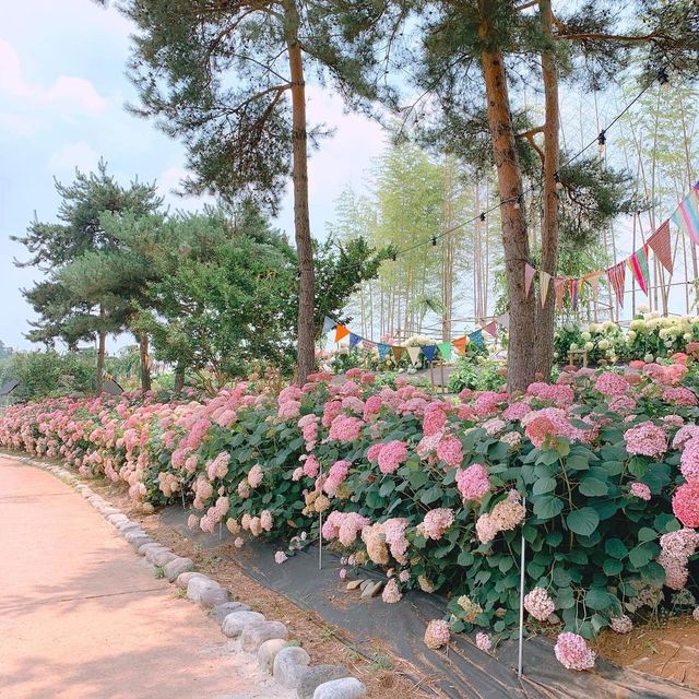 충청도 수국 보러 떠나기 좋은 곳1️⃣