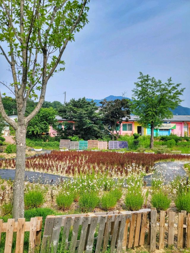 이제 곧 만개할 경남권 라벤더, 거창허브빌리지🪻💜