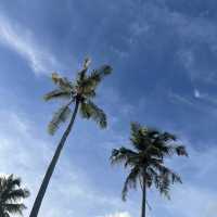 Coconut Garden in Ujong Kareung