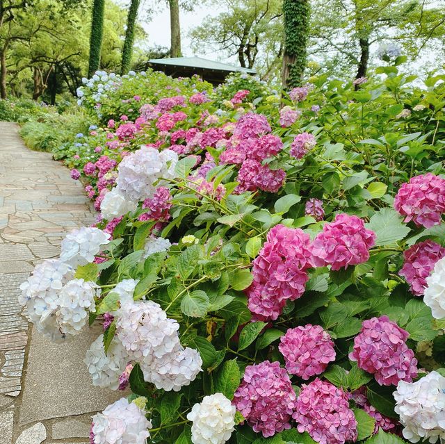 浪漫繡球花祭