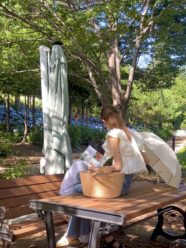 [보성] 전국에서 제일가는 수국 맛집, 윤제림💐