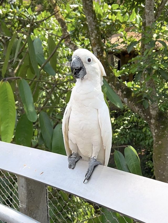 Asia’s Largest Birdpark 🐧