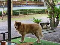 Ryokan Cafe คาเฟ่ที่มีน้องโตโตโร่ จ.เชียงราย