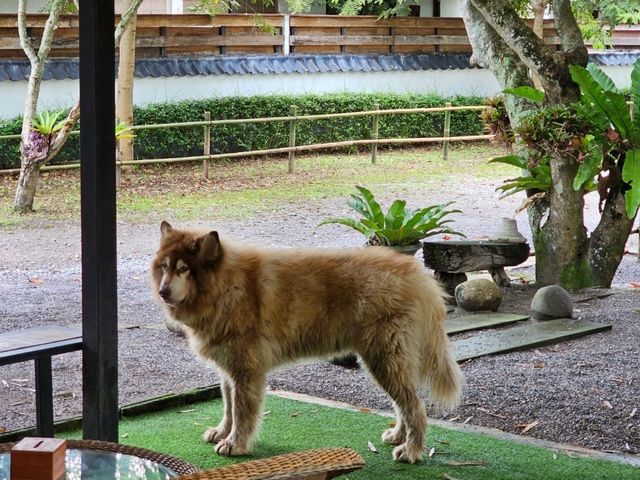 Ryokan Cafe คาเฟ่ที่มีน้องโตโตโร่ จ.เชียงราย