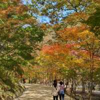 新楓葉團推薦💜剛泉山群立公園