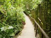 Exploring the Tarsier Sanctuary in Bohol