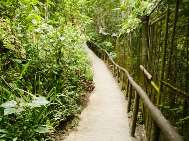 Exploring the Tarsier Sanctuary in Bohol