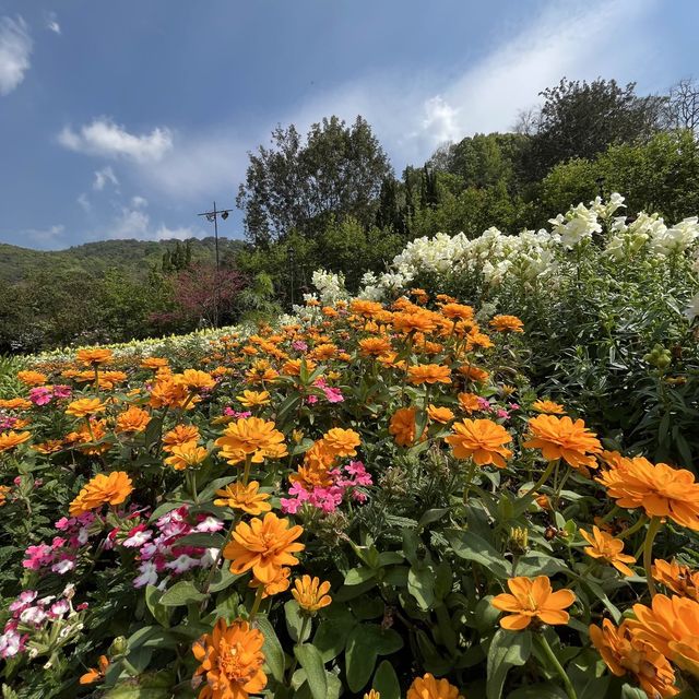ดอยอ่างขาง (Doi Angkhang)