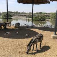 近距離跟老虎、長頸鹿和駱駝互動的超有趣動物園 🦒🐯🐫