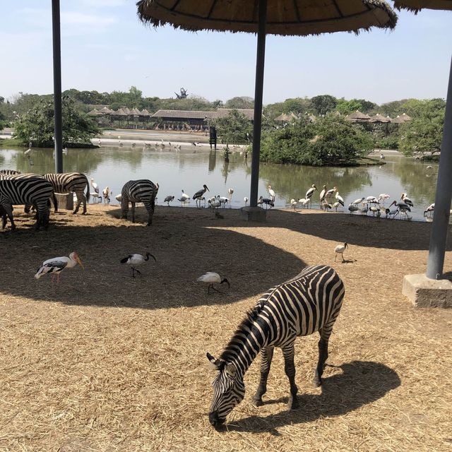 近距離跟老虎、長頸鹿和駱駝互動的超有趣動物園 🦒🐯🐫