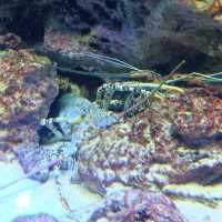 รีวิว - Okinawa Churaumi Aquarium @ญี่ปุ่น 🇯🇵