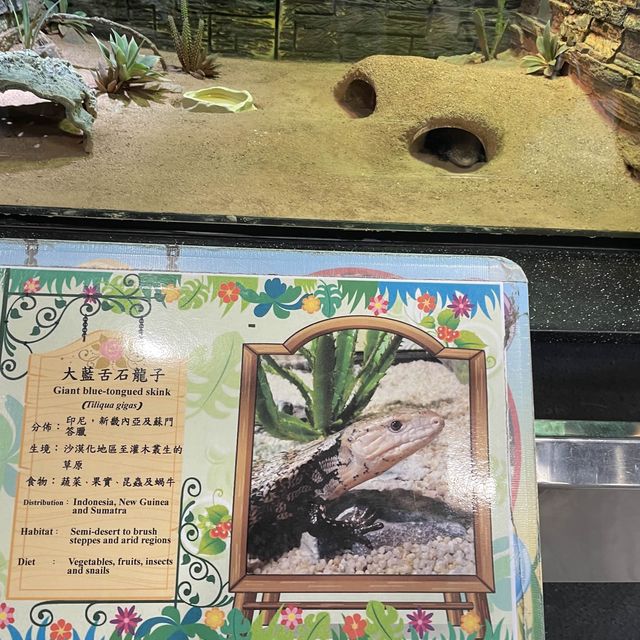 2023最愛的爬蟲類寵物