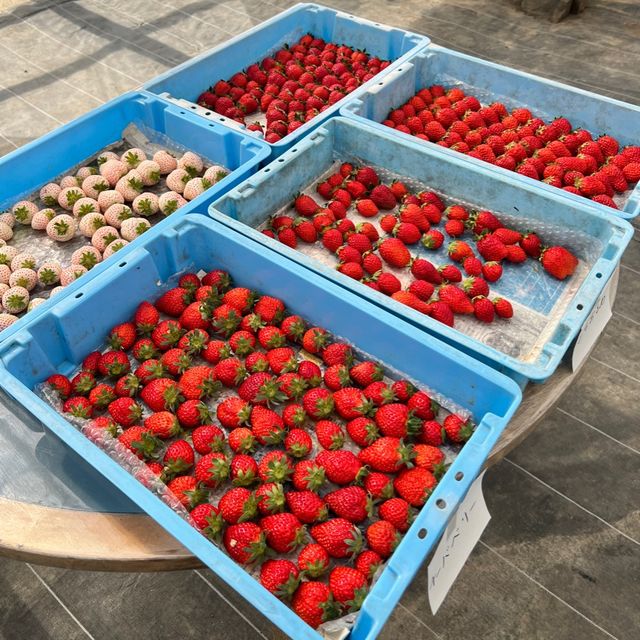 【千葉】わんこと楽しめるいちご狩り