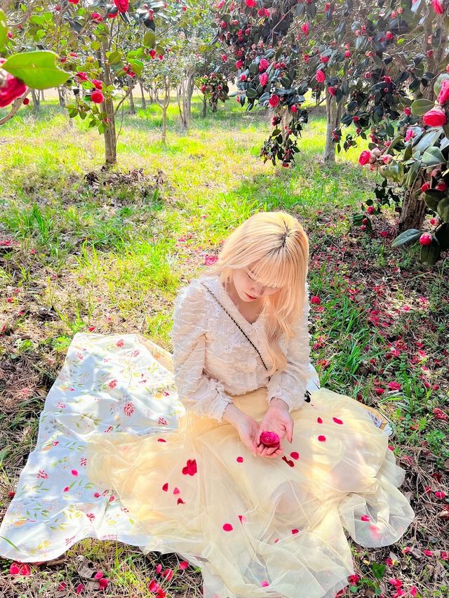 매화마을도 예쁘지만 동백꽃도 너무 예쁜 전남광양🌺