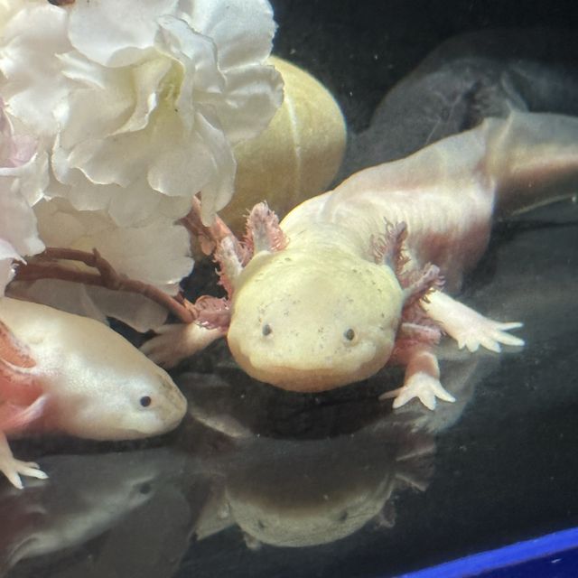 CP值超高的首爾COEX水族館