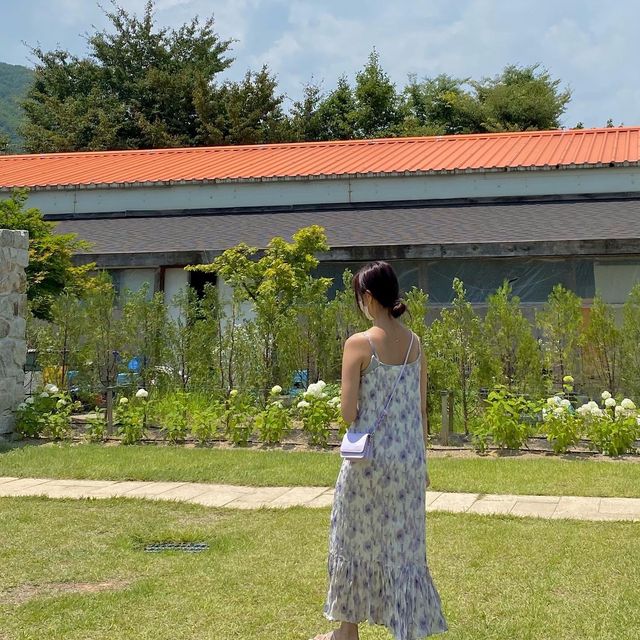 한국의 삿포로 고성 하늬 라벤더 팜 💜
