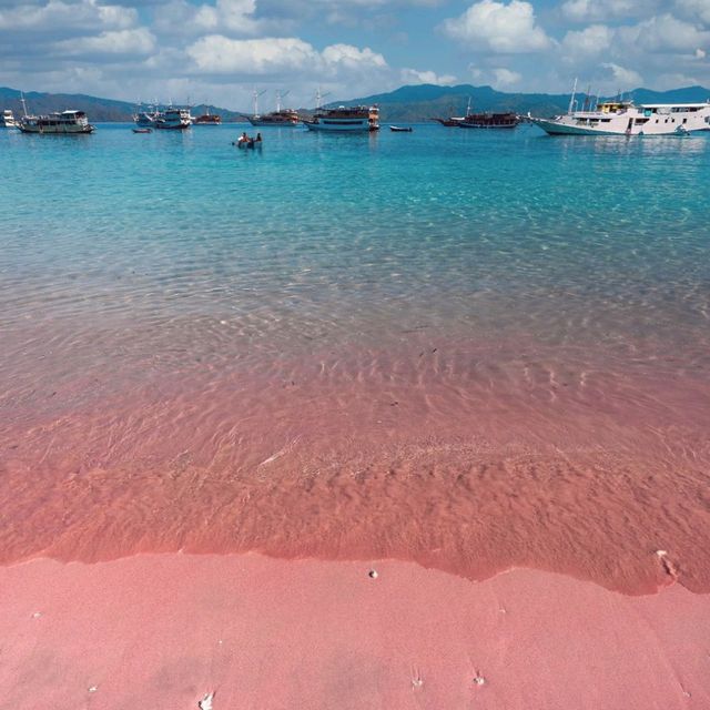Pink Komodo, East Nusa Tenggara.