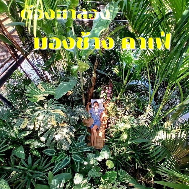 คาเฟ่ ฟีลธรรมชาติ
