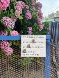 영도 수국 명소 TOP3 가운데 한 곳인 하리수국