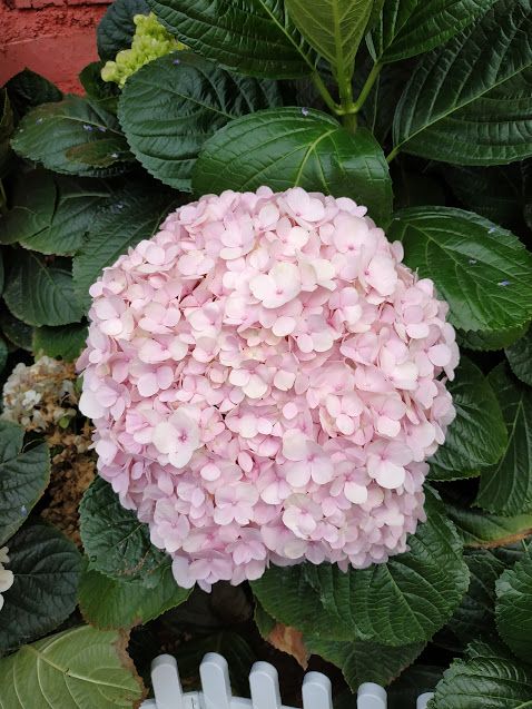 BLOOMING FLOWERS IN CAMERON HIGHLANDS!