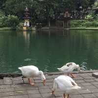 Taman Mumbul Sangeh