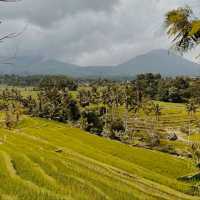 Jatiluwih Rice Terrace, Bali