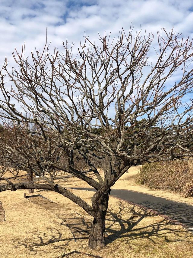 東京出發2小時景點🤪賞花必到‼️國營常陸海濱公園