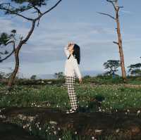 บุกโบลาเวน ลาวใต้ กับทุ่งดอกไม้ที่ตกหลุมรัก