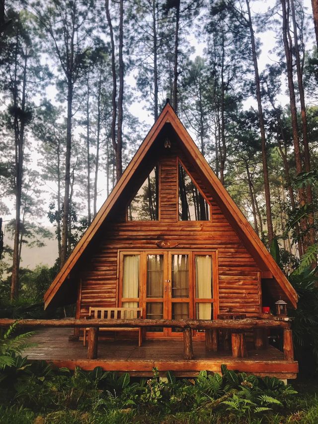 🌲สวนป่าดอยบ่อหลวง จ.เชียงใหม่