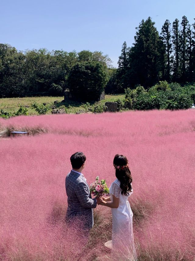 핑크뮬리가 가득한 제주 스냅명소💕