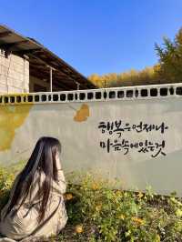 경주 은행나무 명소는 바로 여기, 도리마을