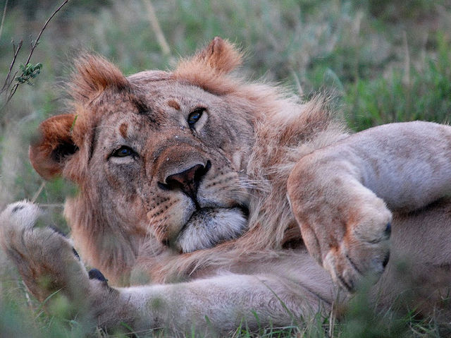 東非masai Mara 帳幕酒店動物大遷徙