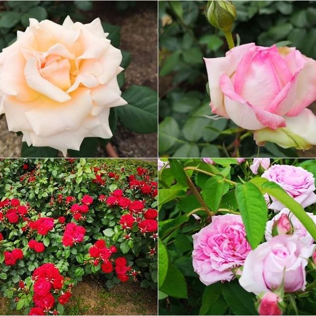 Nakanoshima Rose Garden