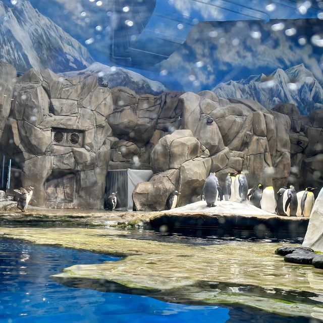 呆萌企鵝陪食飯 海洋公園冰極餐廳🐧🐧🐧😍😍😍