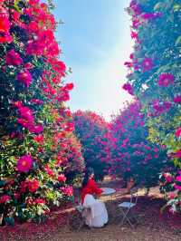 제주동백 끝판왕, 여기만 가도 완벽🌺❤️